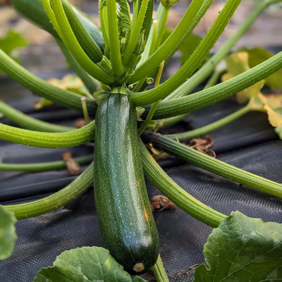 Green Zucchini