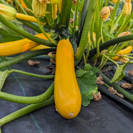 Yellow Zucchini