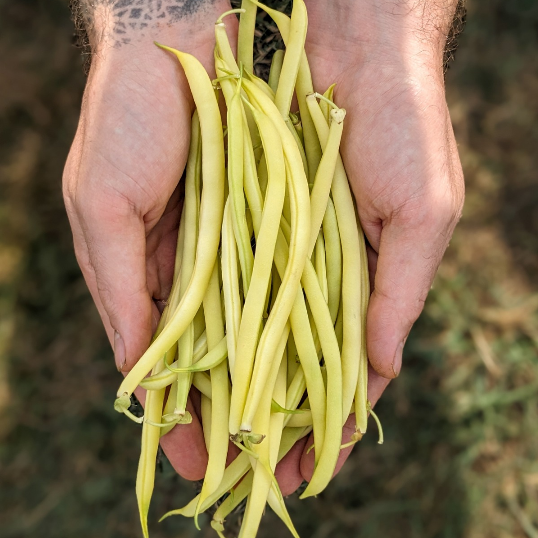 Bush Beans (Yellow Rocdor)