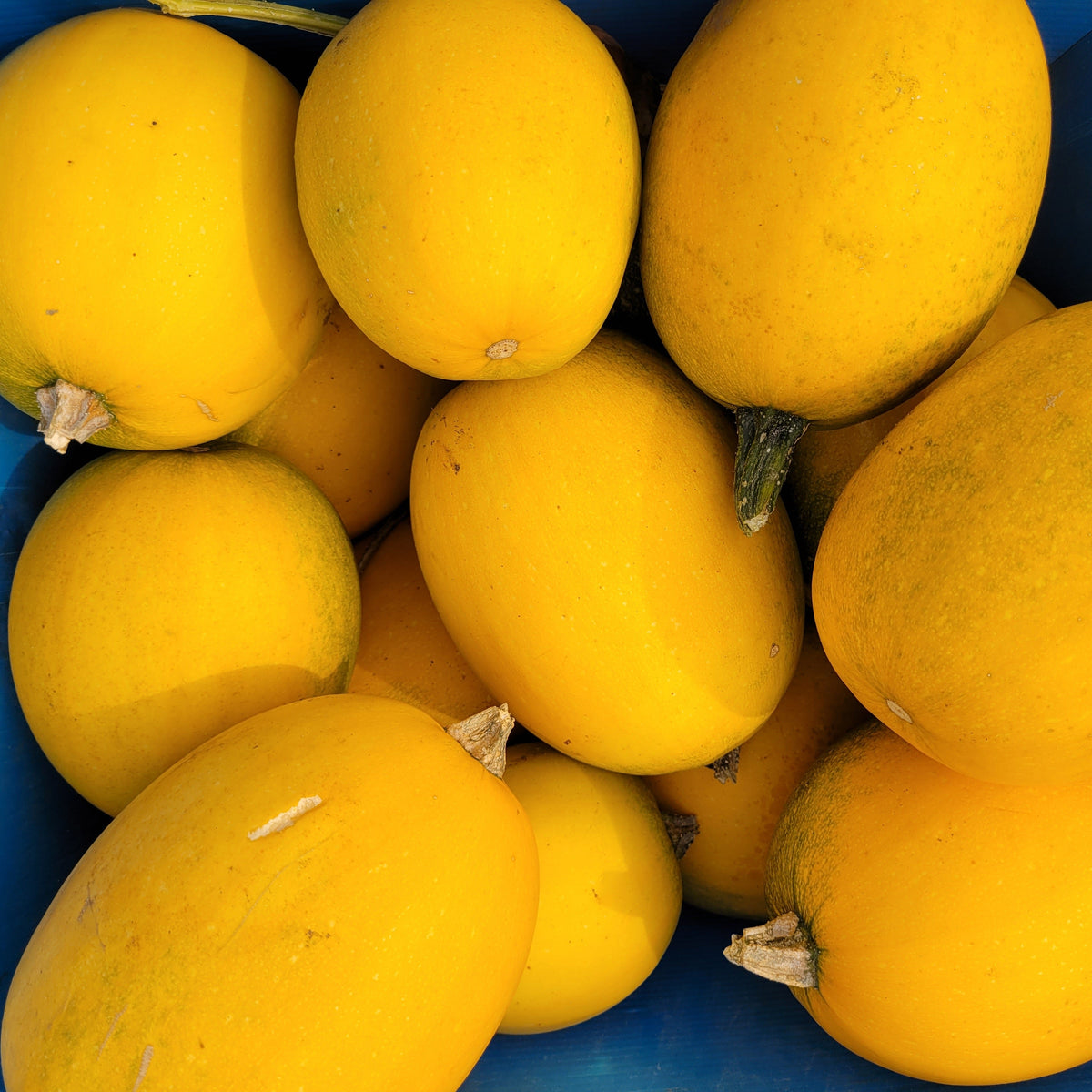 Small Wonder Spaghetti Squash