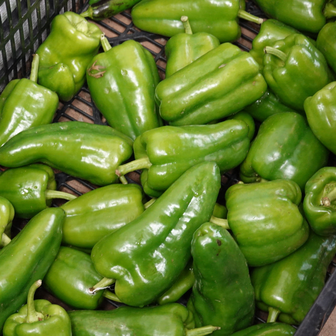 Bell Peppers (Sweet)