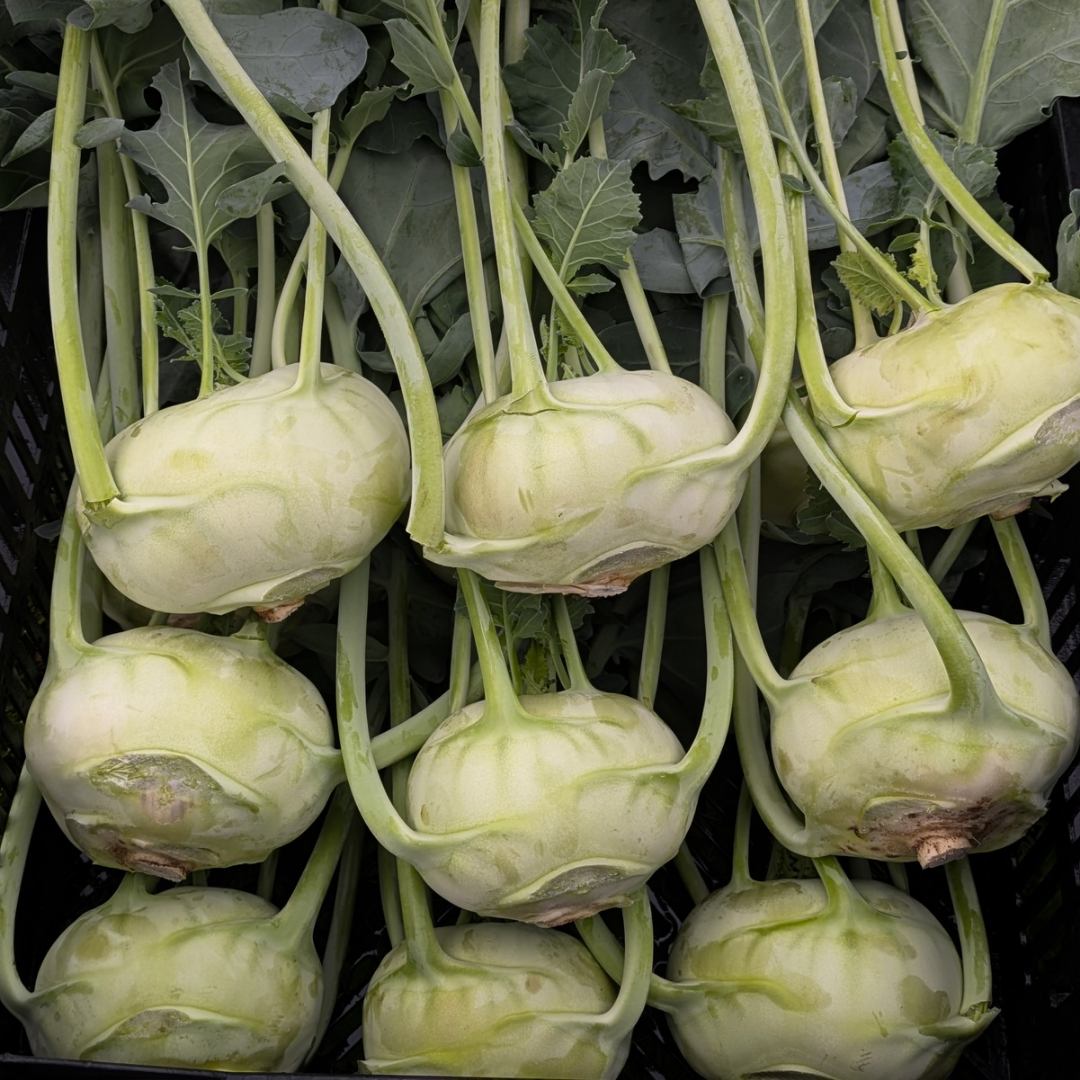 Kohlrabi
