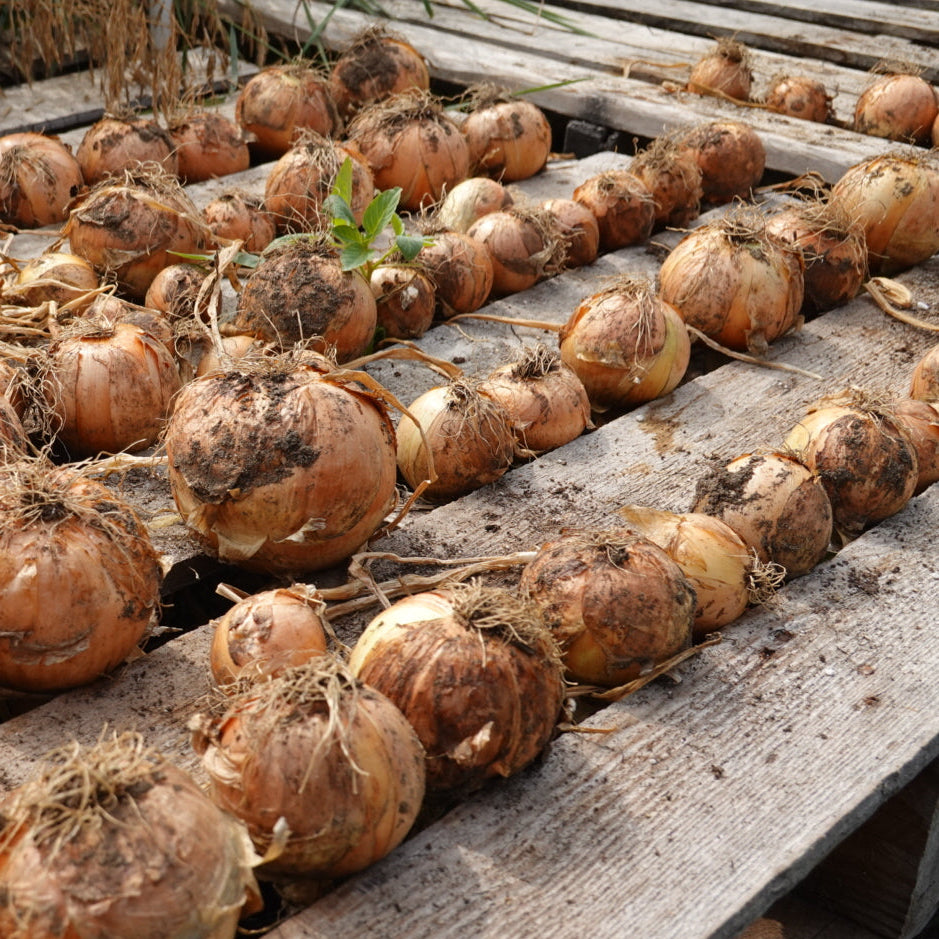 Onions (Storage)