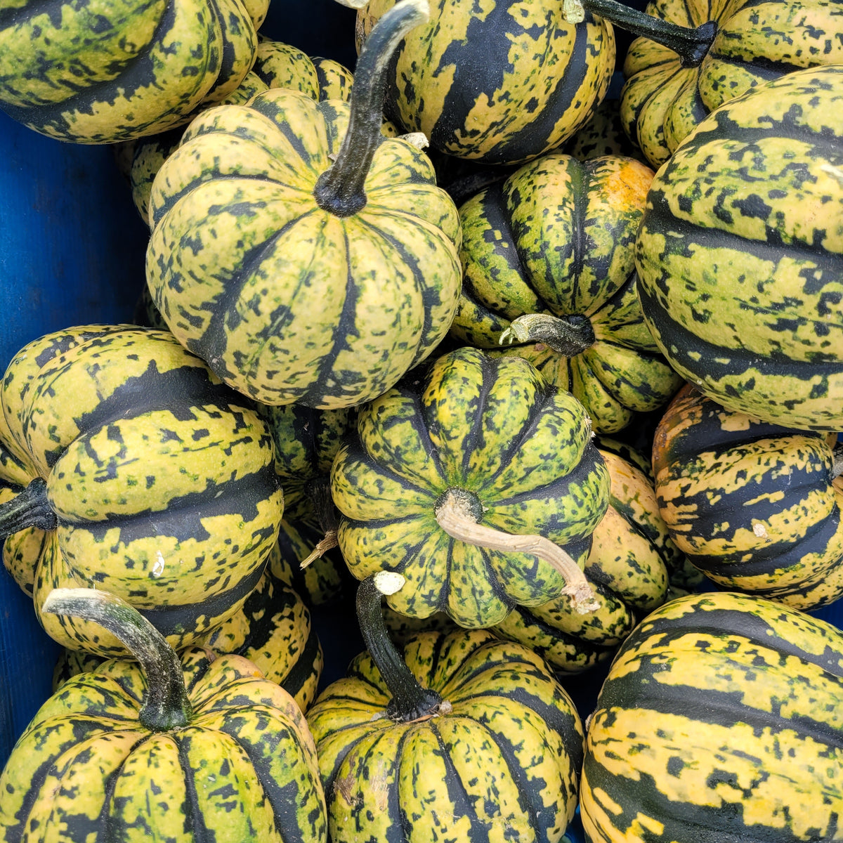 Honey Bun Acorn Squash
