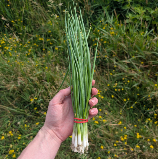 Green Onions
