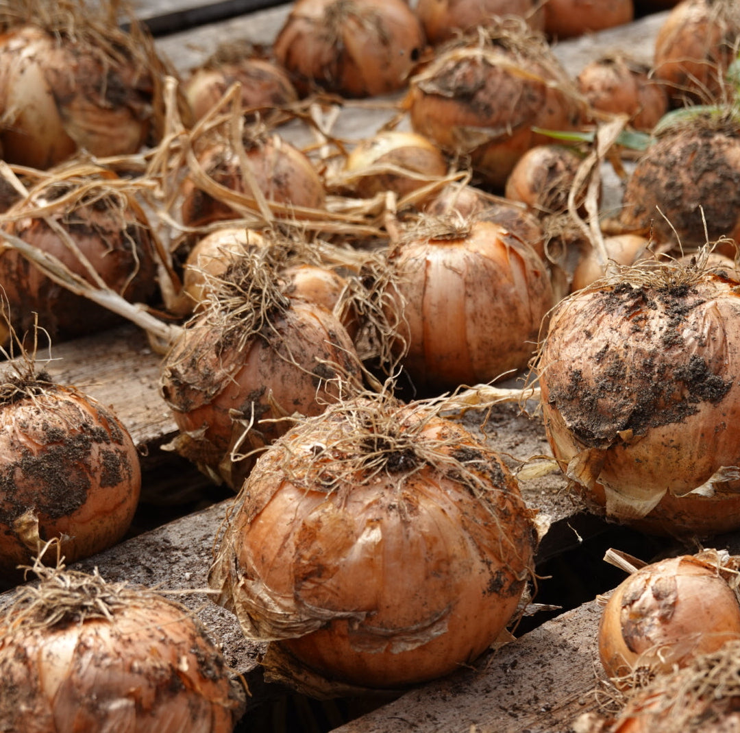 Onions (Storage)