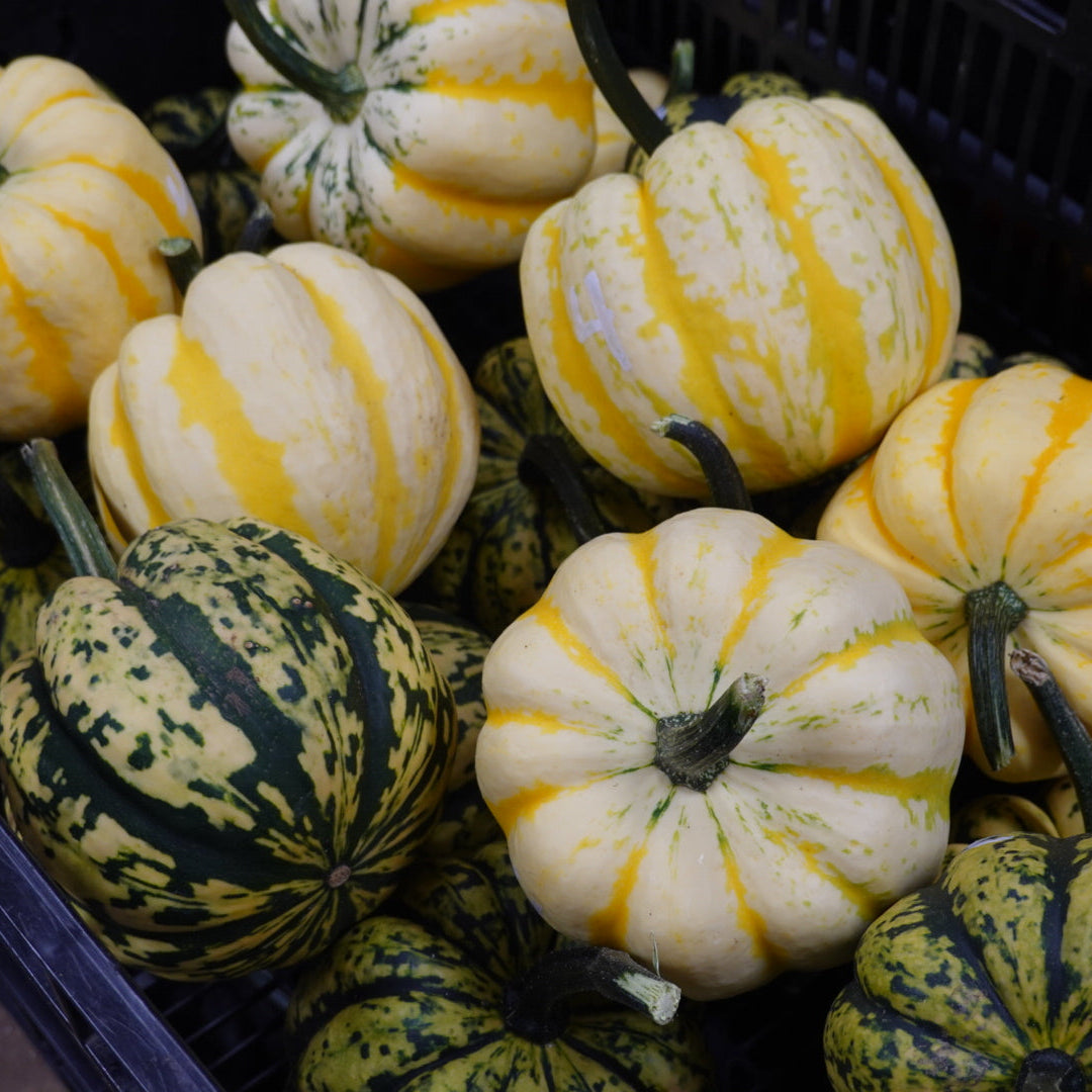 Honey Bun Acorn Squash