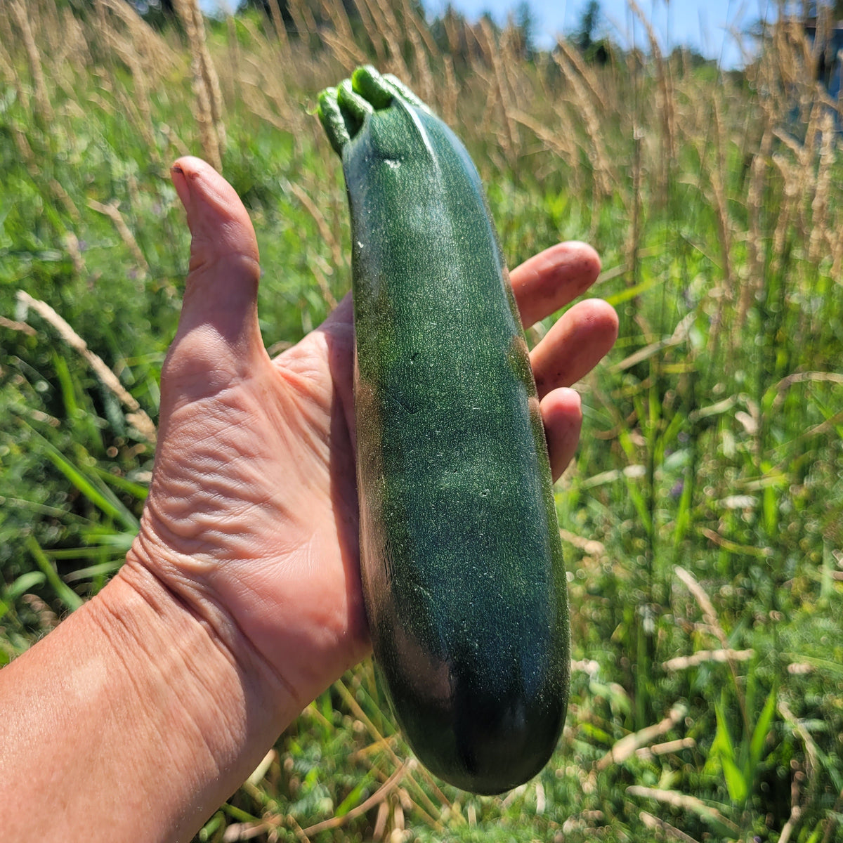 Green Zucchini
