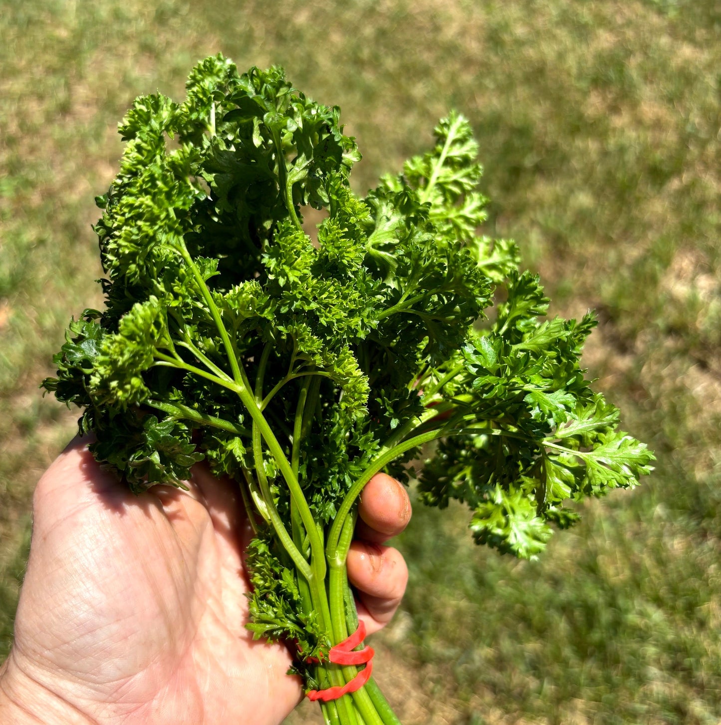 Italian Parsley