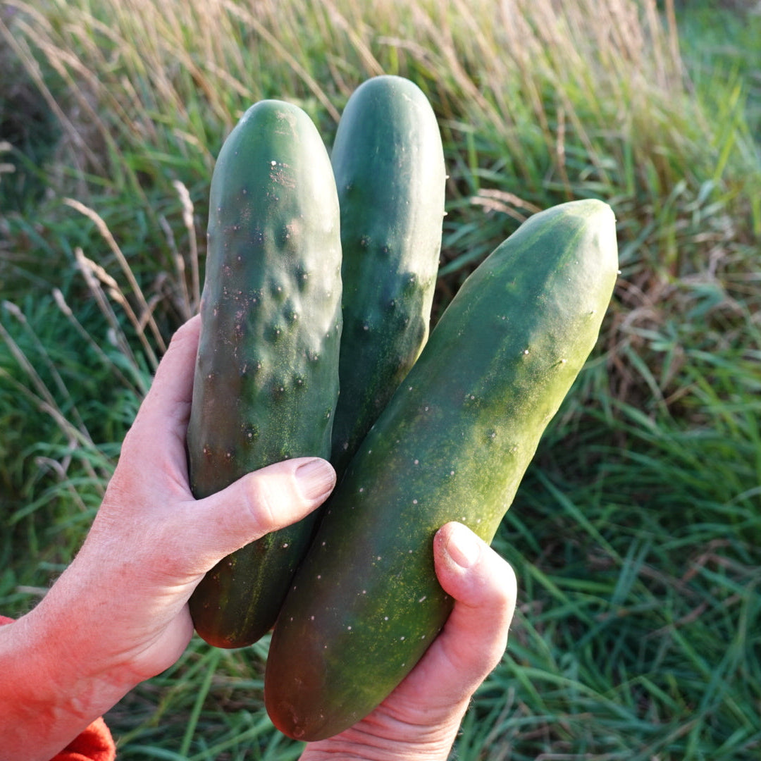 Cucumbers (Marketmore)