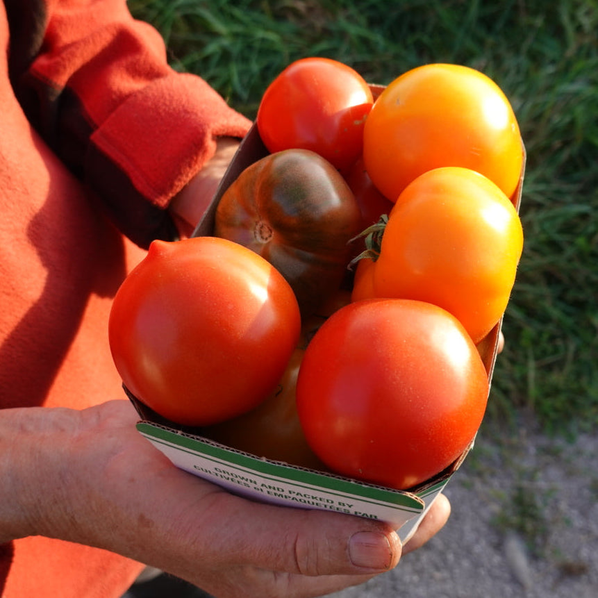 Heirloom Tomatoes