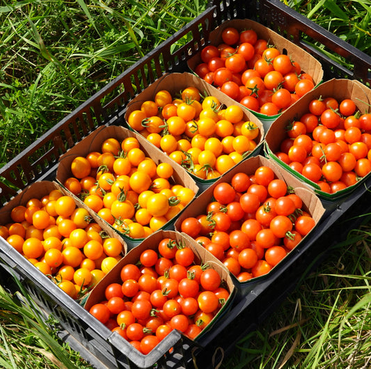 Cherry Tomatoes