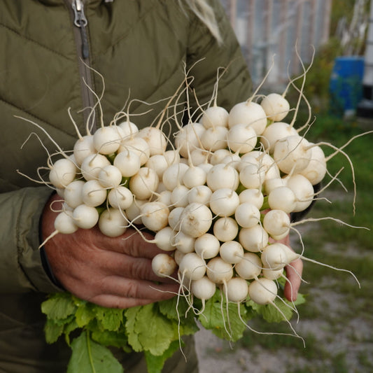 Hakurei Turnips