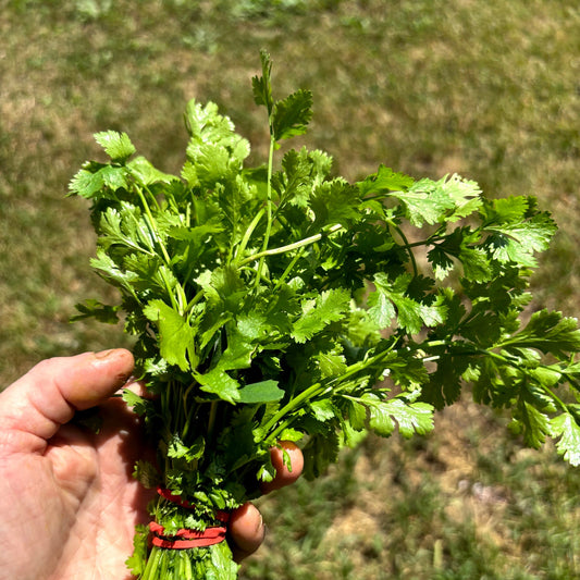 Cilantro