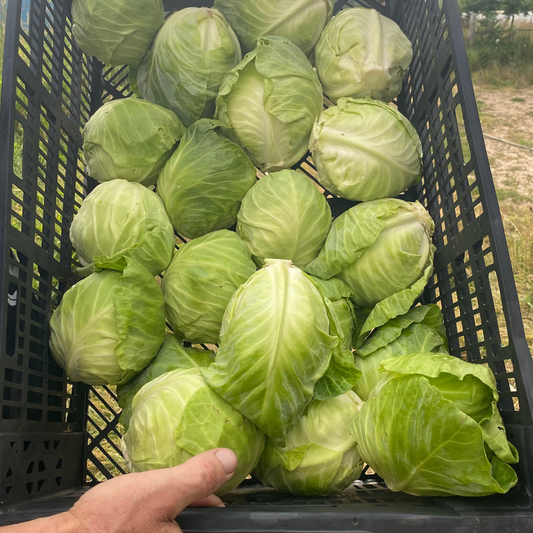 Green Cabbage