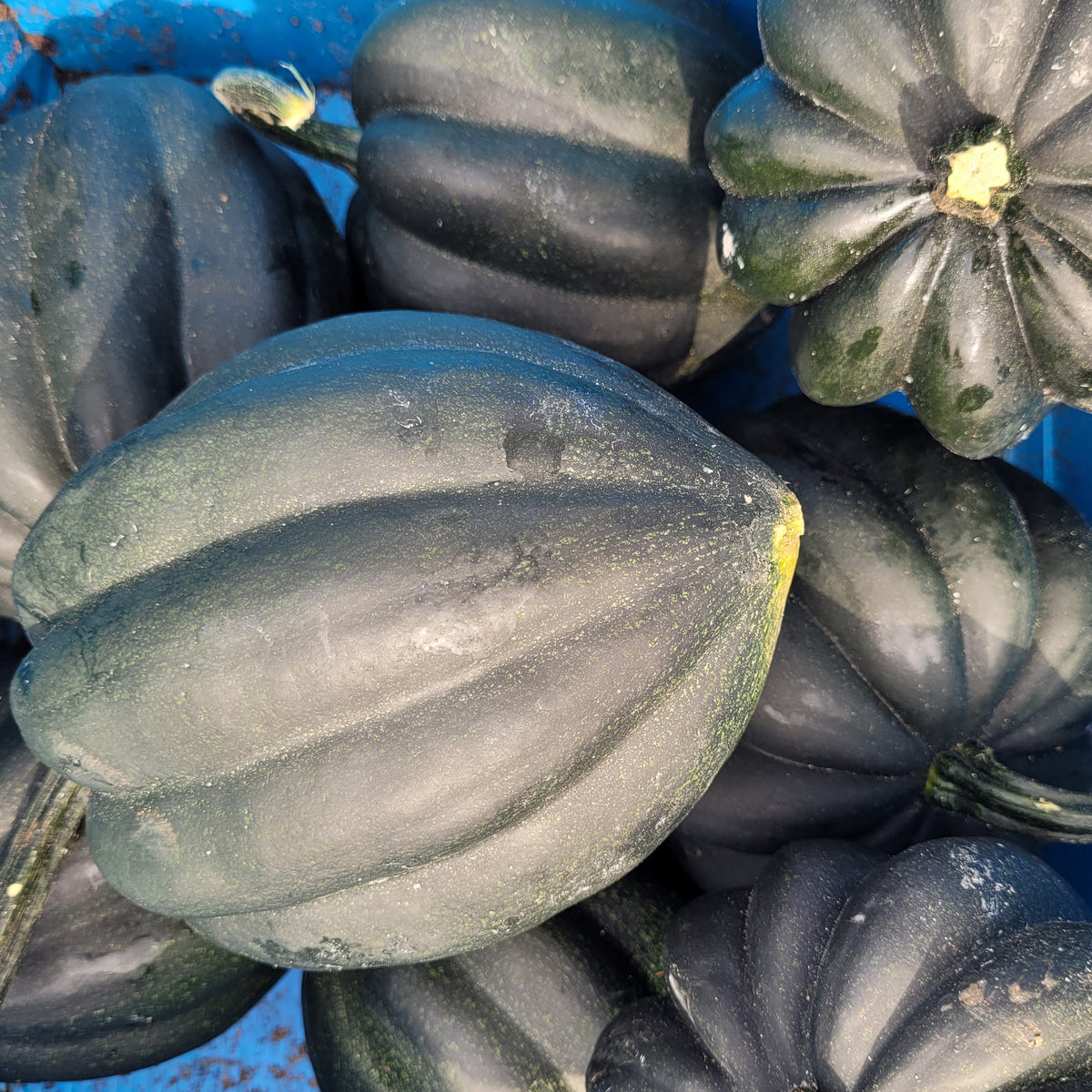 Traditional Acorn Squash