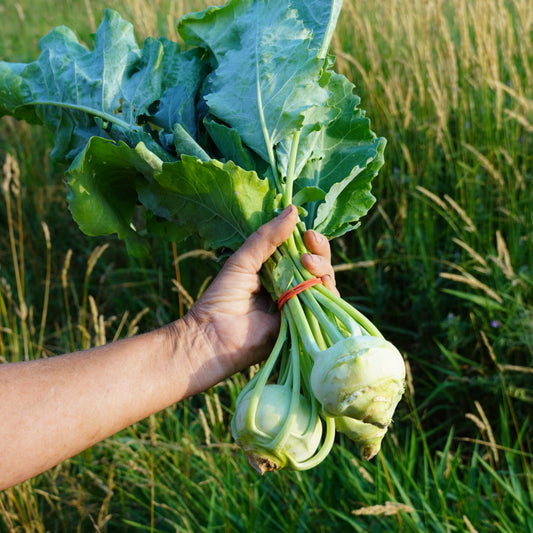 Kohlrabi