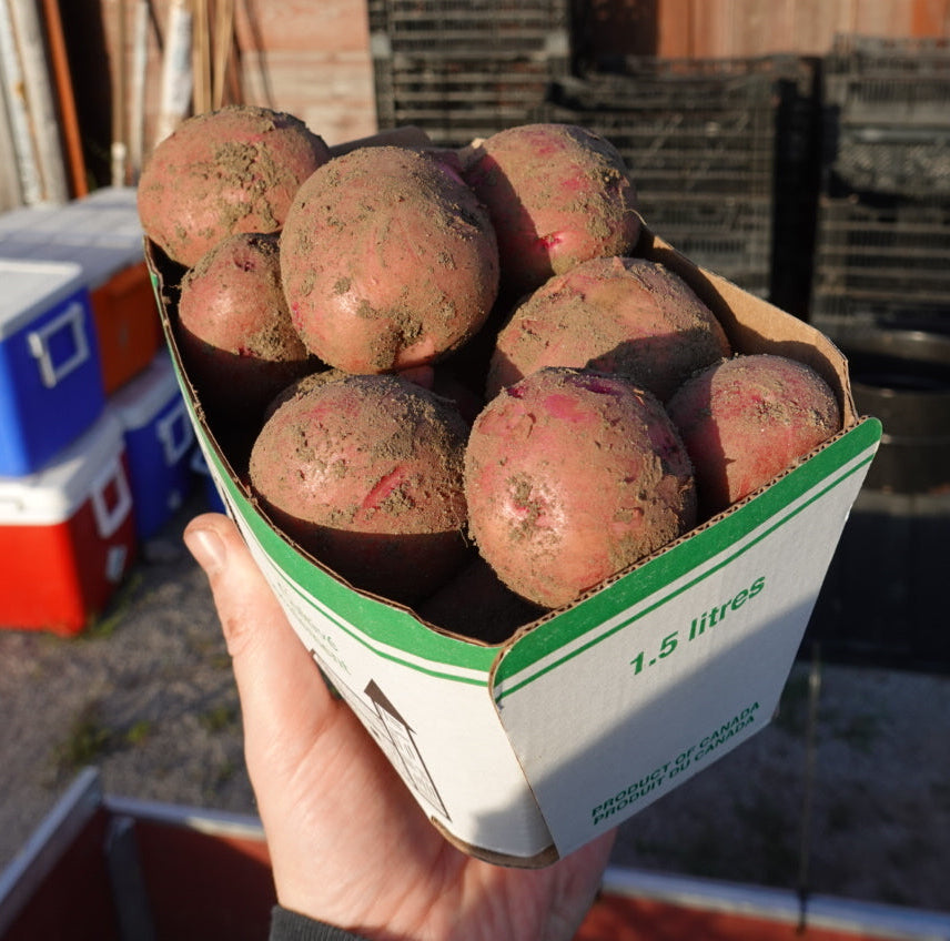 Chieftain Potatoes