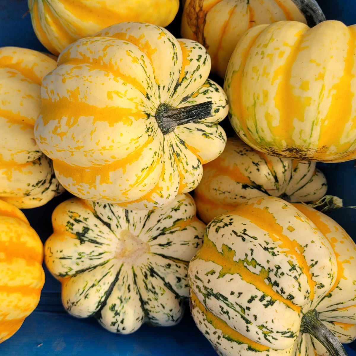 Celebration Acorn Squash