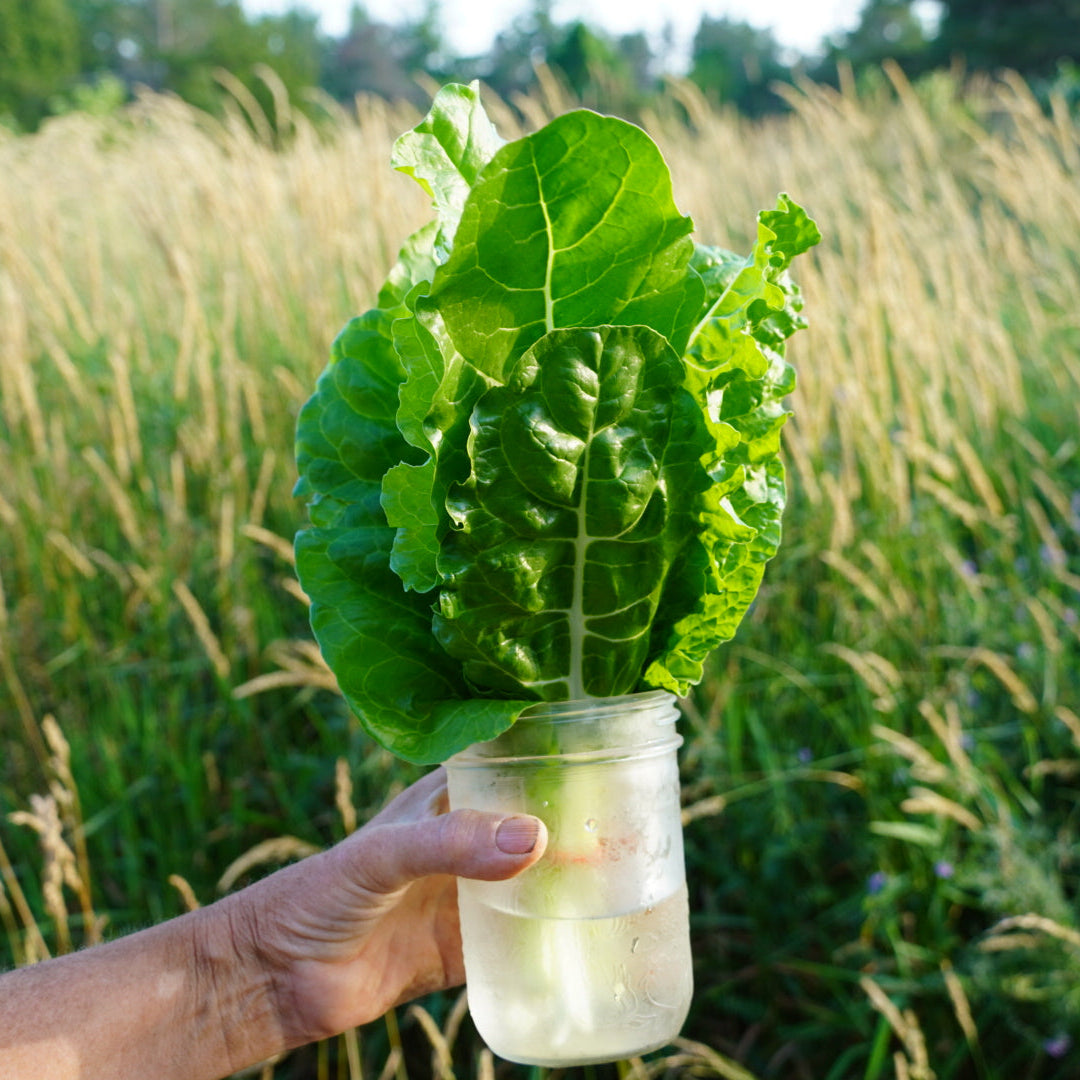 Swiss Chard