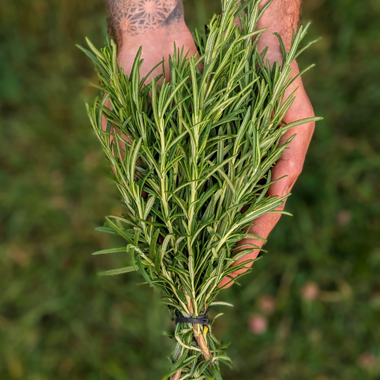Rosemary